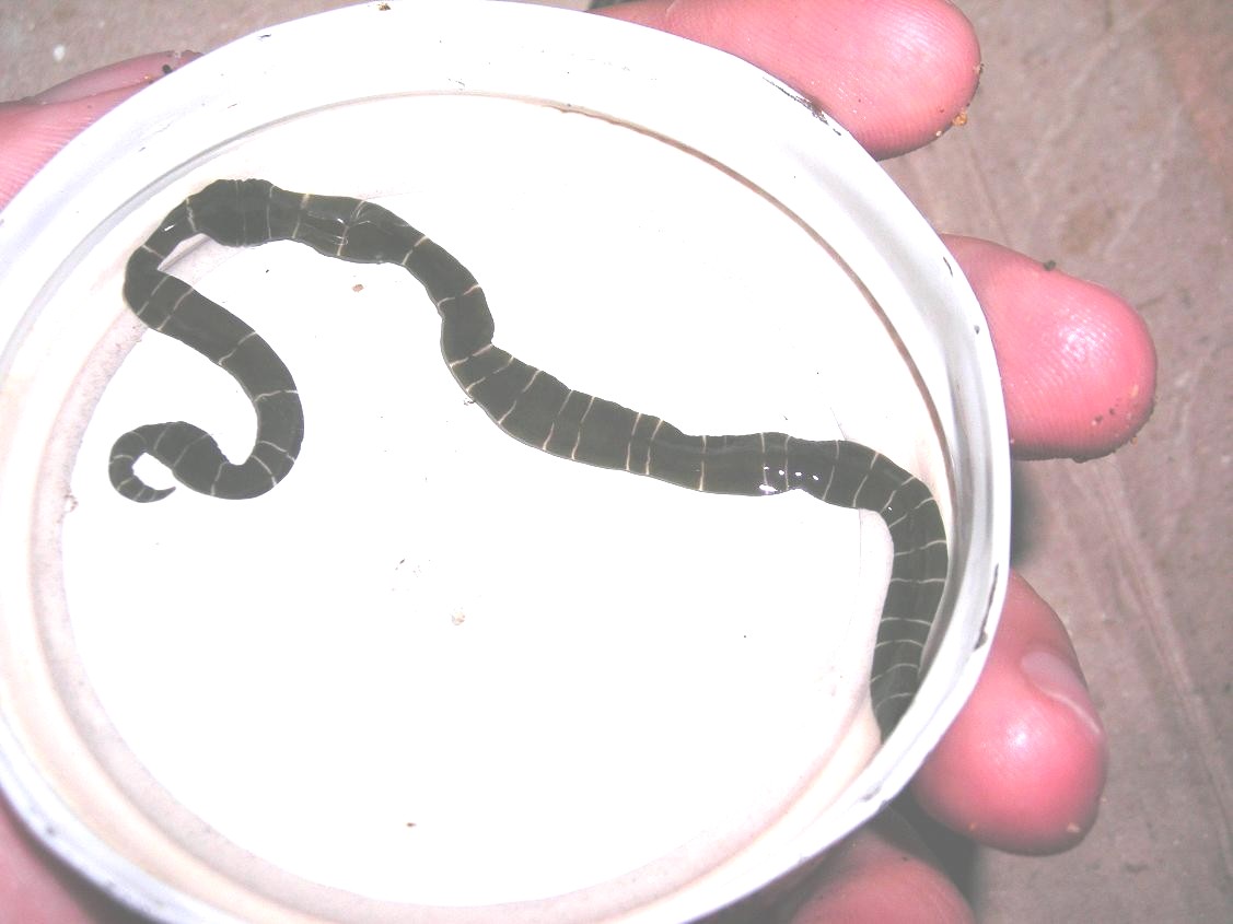Notospermus geniculatus